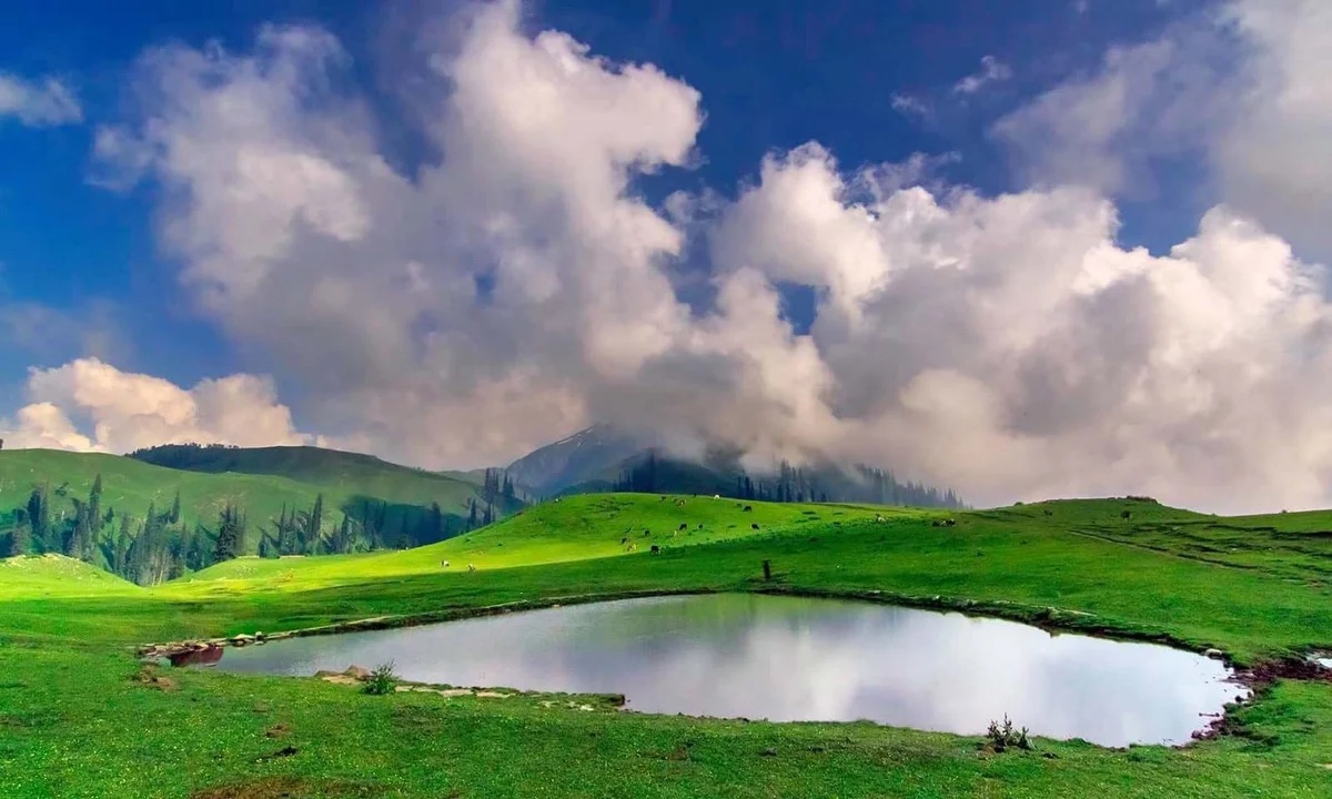 Shogran & Sharan Forest photo 2