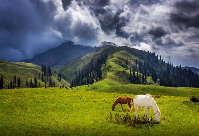 Shogran & Sharan Forest photo 3